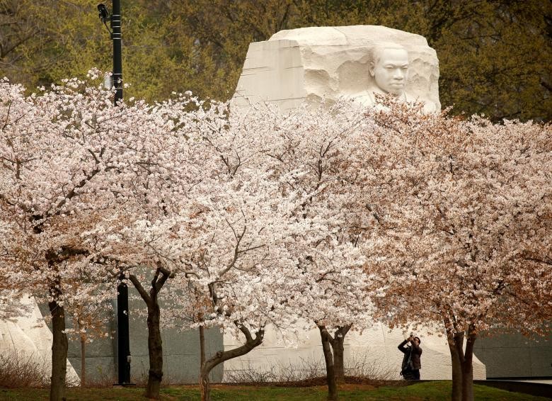 Ruc ro sac hoa anh dao dua no o Washington-Hinh-3